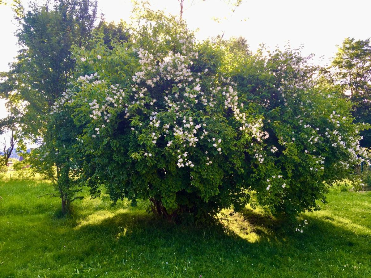 Naturforsthaus Gartenblick Fuer Hunde - Und Naturverbundene Menschen Preitenegg Экстерьер фото